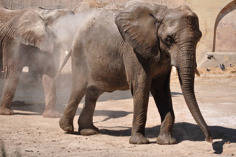 Elephants playing in dust free photo