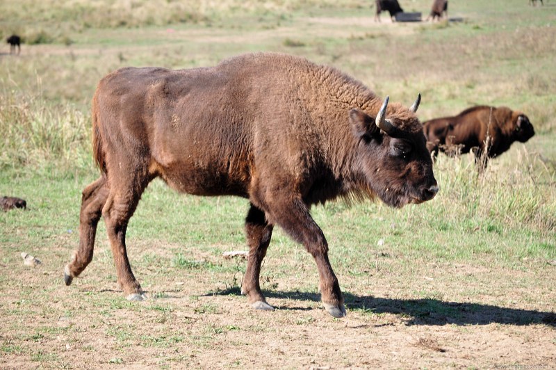 European buffalo herd free photo