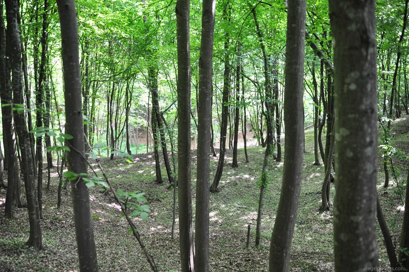 Forest with young trees free photo