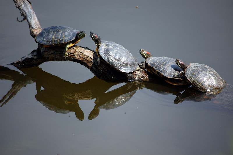 Four turtles on a lodge free photo