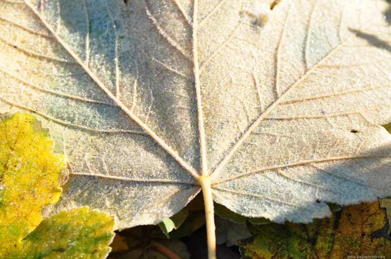 Frost covered leaf free photo