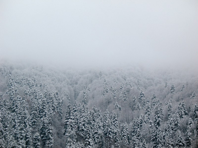 Frozen mountain forest free photo