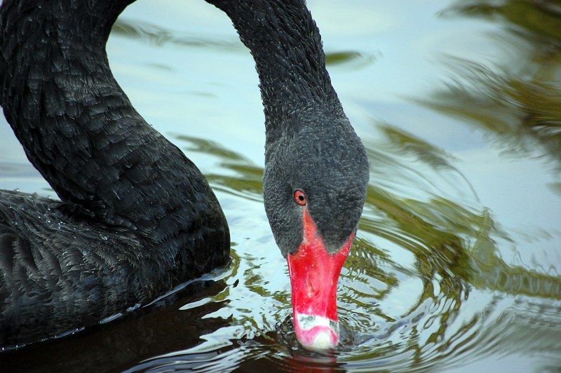 Gracious black swan free photo