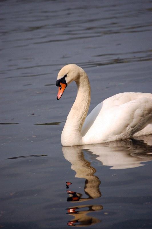 Gracious swan on a lake