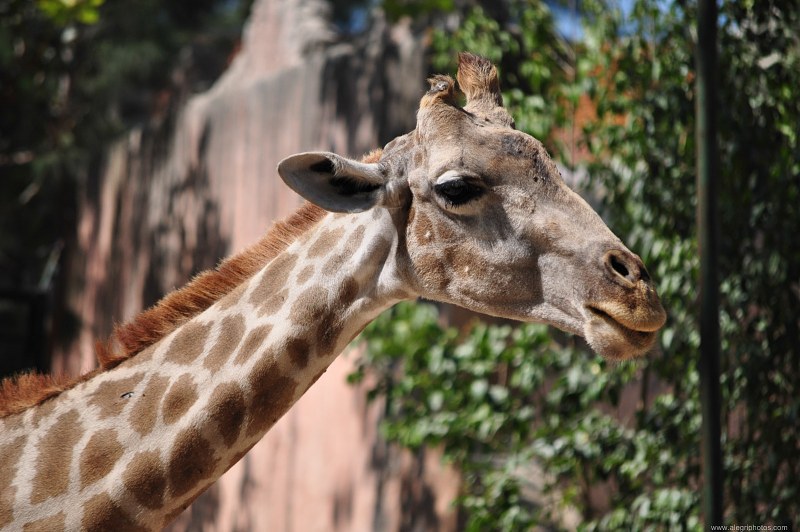 Head of a giraffe free photo
