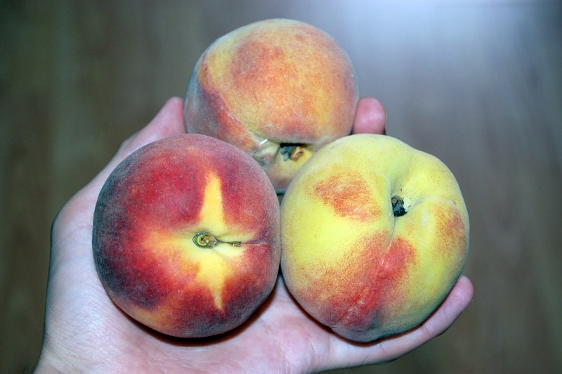 Holding peaches in hand free photo