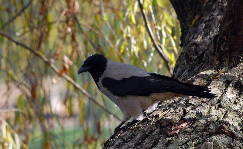 Hooded crow in a tree free photo