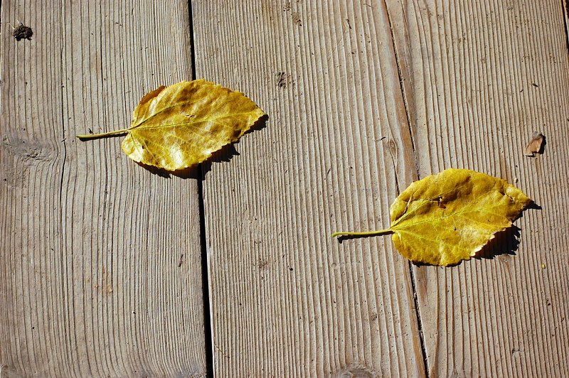 Leafs on wooden boards free photo