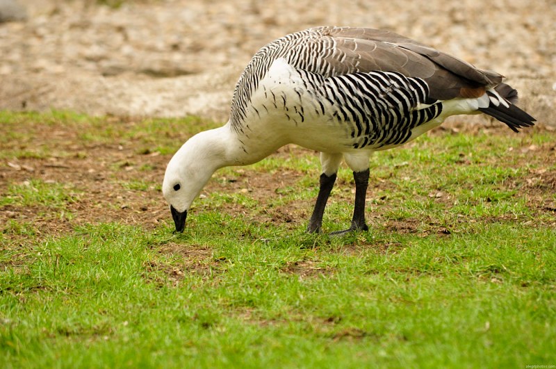 Magellan goose free photo
