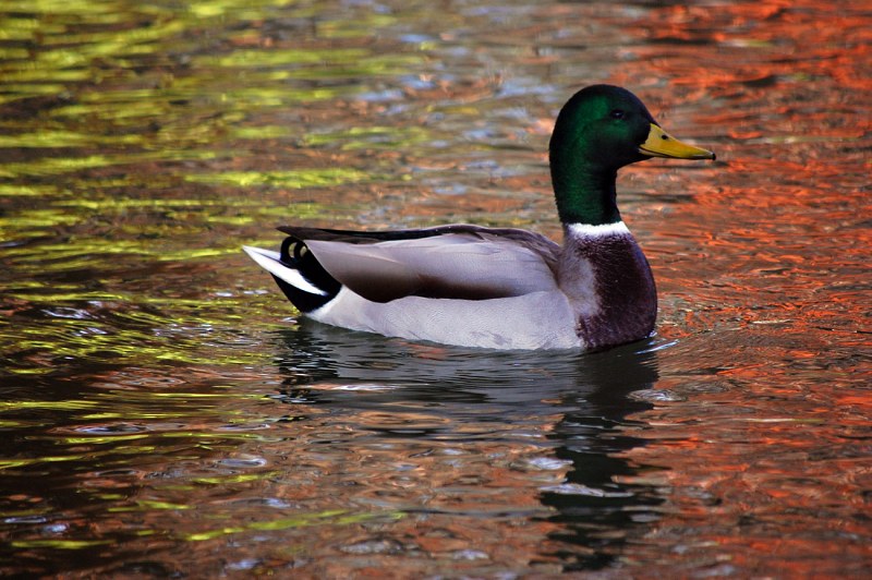 Male duck reflection free photo