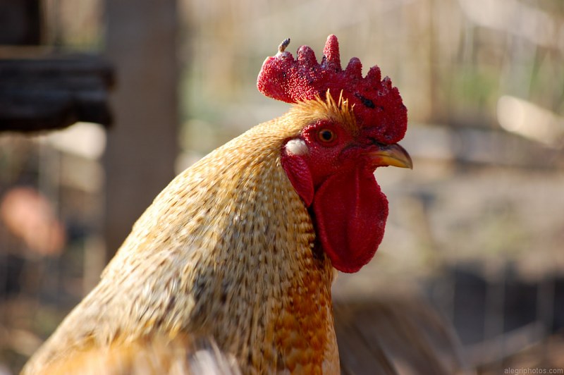 Male rooster head free photo