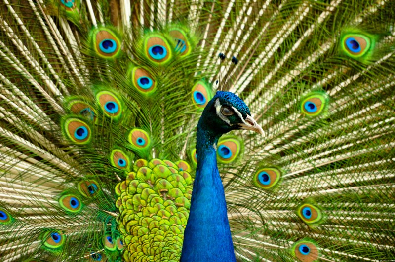Multicolor male peacock free photo