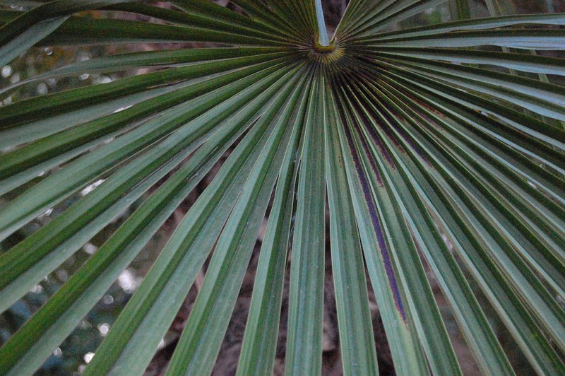 Palm tree leaf free photo