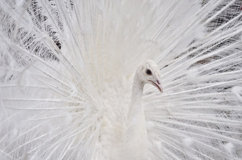 Peacock white plumage free photo