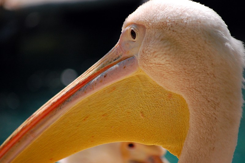 Pelican head free photo