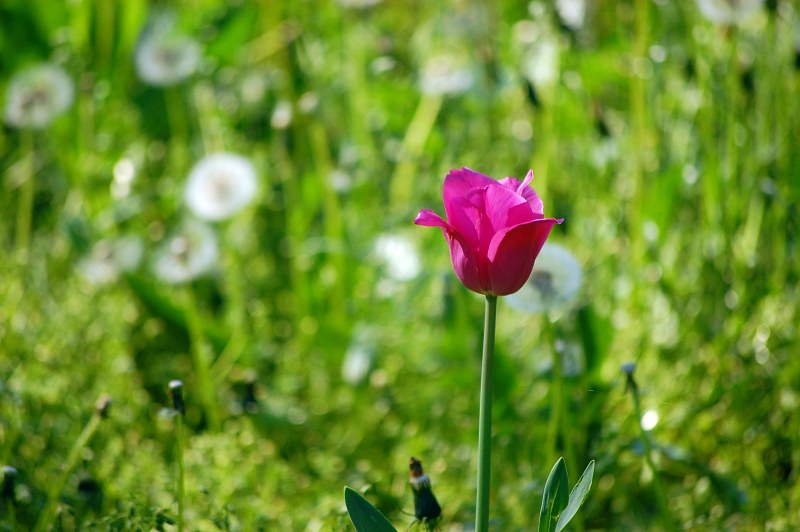 Pink tulip in a dandelion field free photo