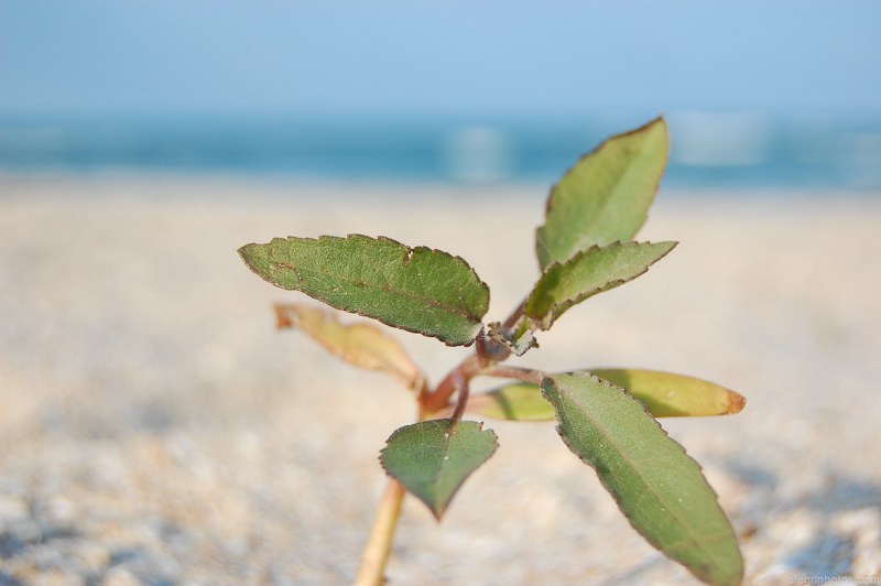 Plant growing in desert free photo