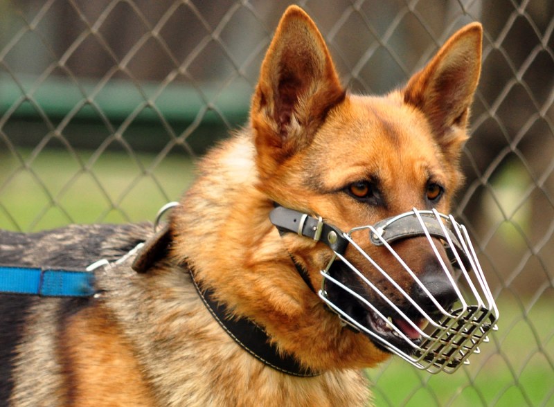 Police dog training free photo