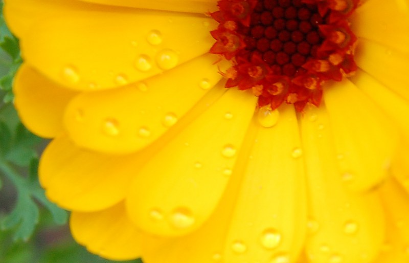 Rain drops on flower petal free photo