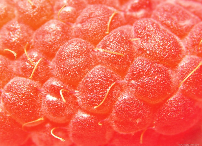 Raspberry texture free photo