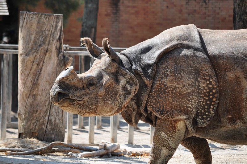 Rhino at zoo free photo