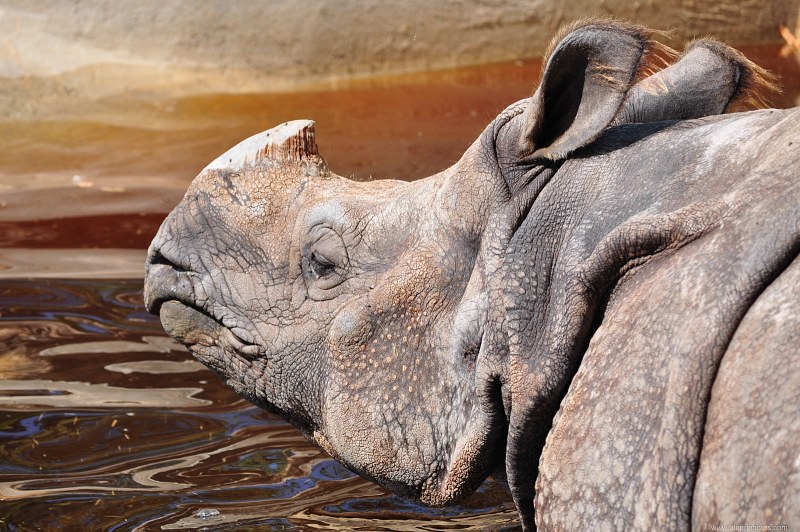 Rhinoceros water free photo