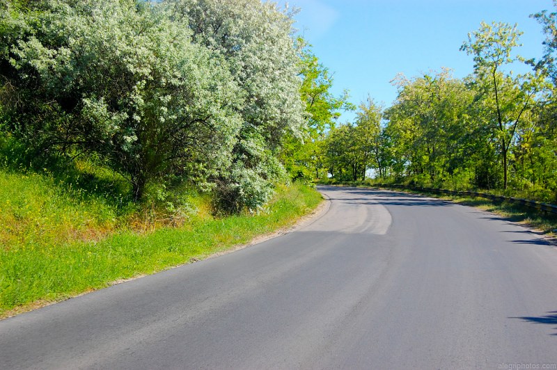 Road curve in forest free photo