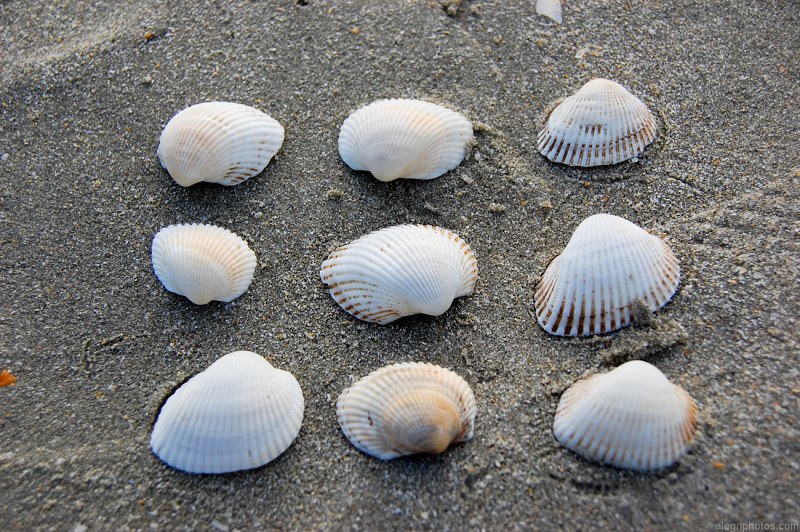 Shells aligned in sand free photo