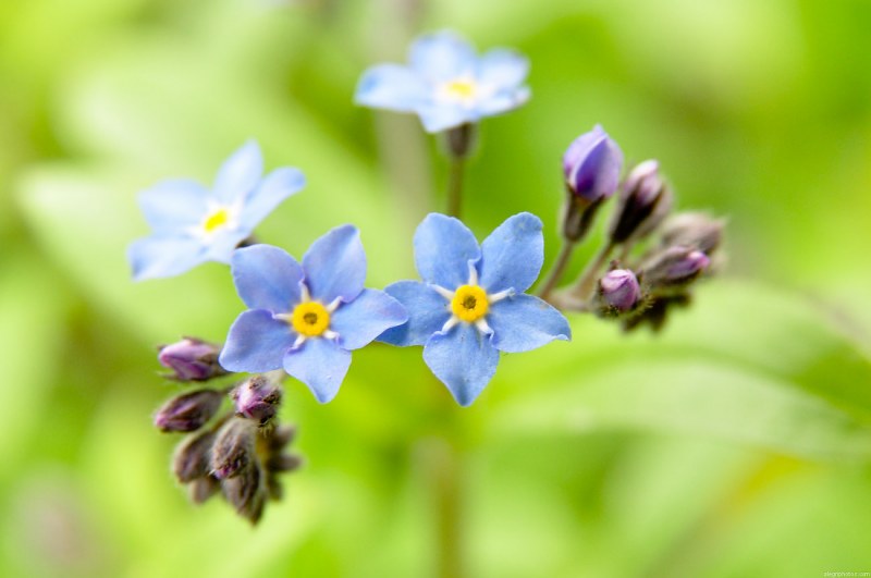 Small blue myosotis flowers free photo