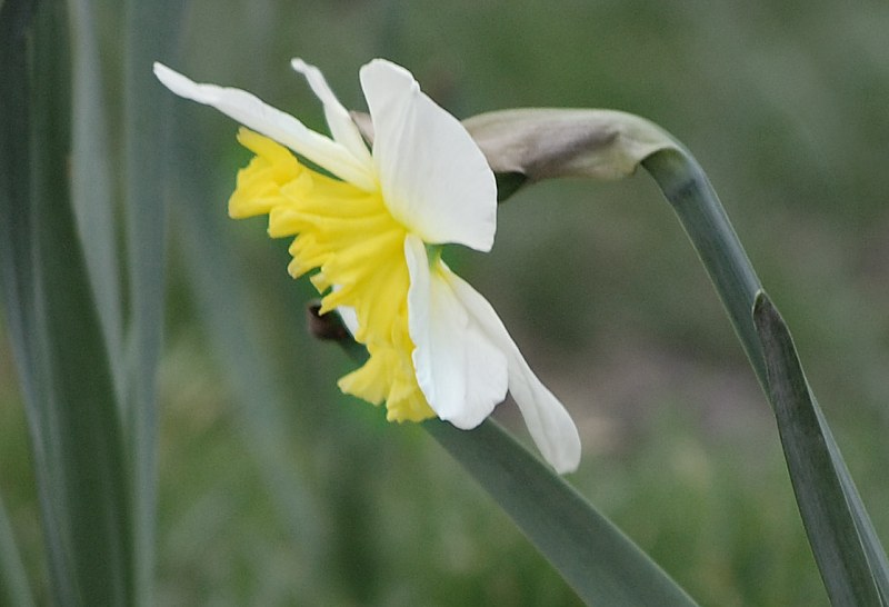Small yellow daffodil free photo