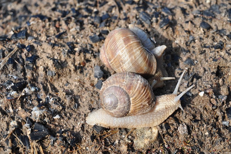 Snails on ground free photo
