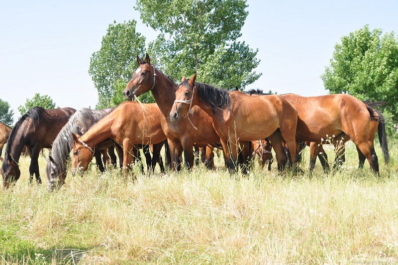 Stallions on a field free photo