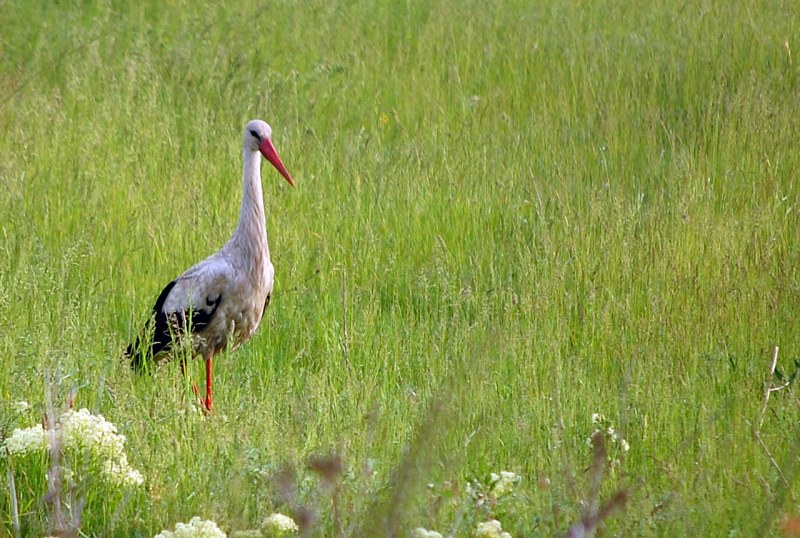 Stork in grass free photo