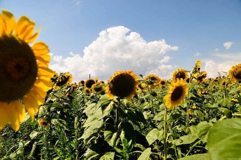 Sunflower field free photo