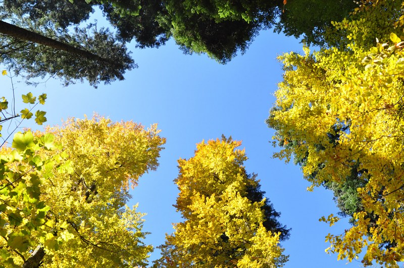 Tall yellow leaf trees free photo
