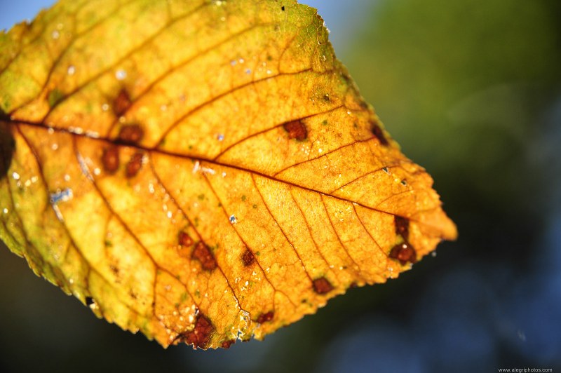 Transparent brown autumn leaf free photo