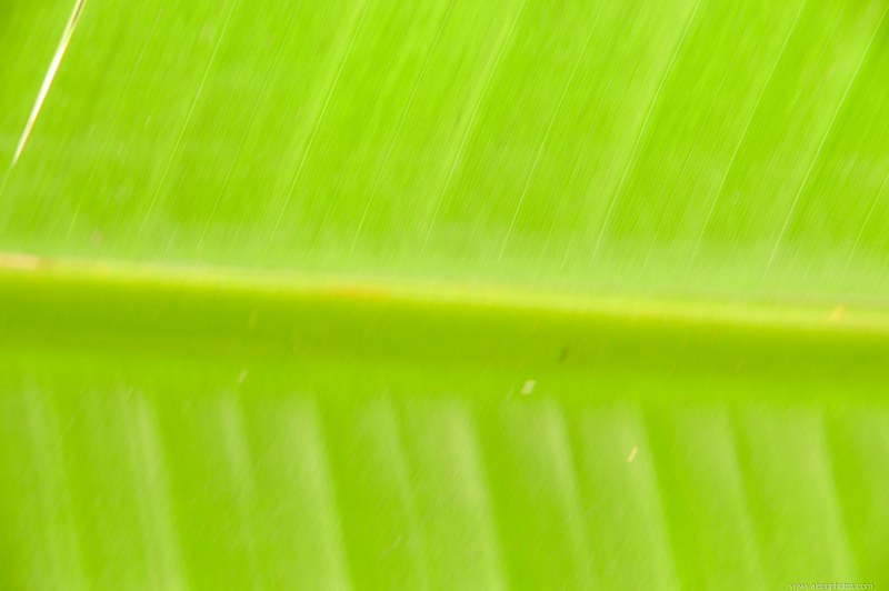Transparent palm leaf free photo