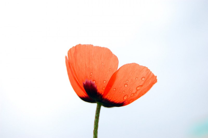 Transparent poppy with dew drops free photo