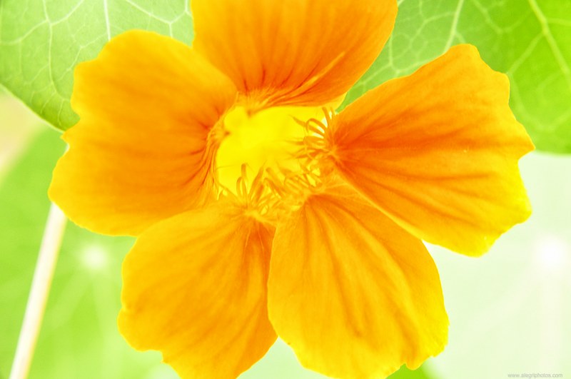 Tropaelum majus orange flower free photo