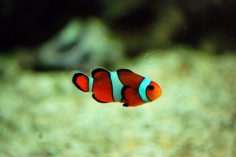 Tropical clown fish free photo