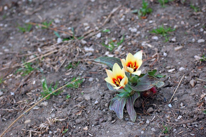 Two small tulips free photo