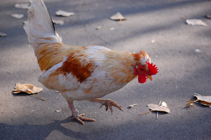 White and red rooster free photo