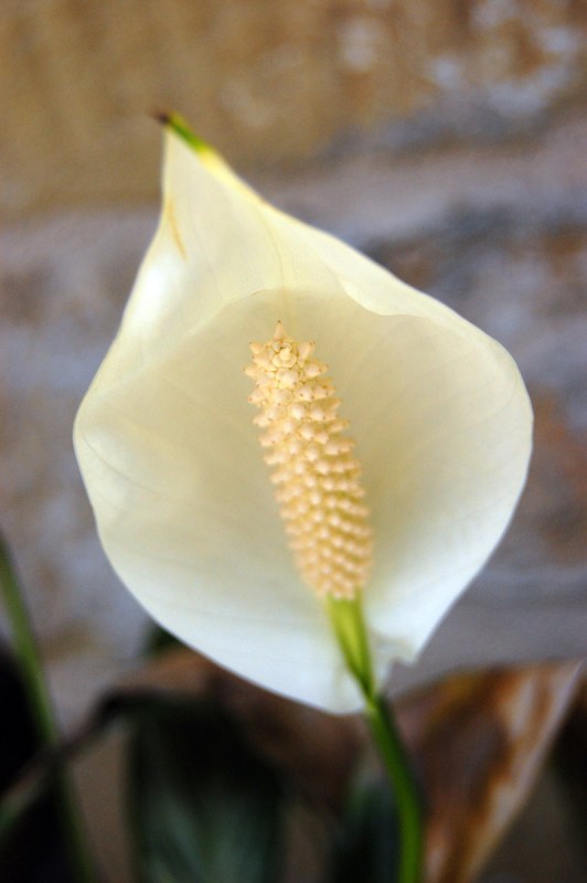 White calla flower