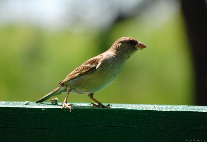 Wild female sparrow free photo