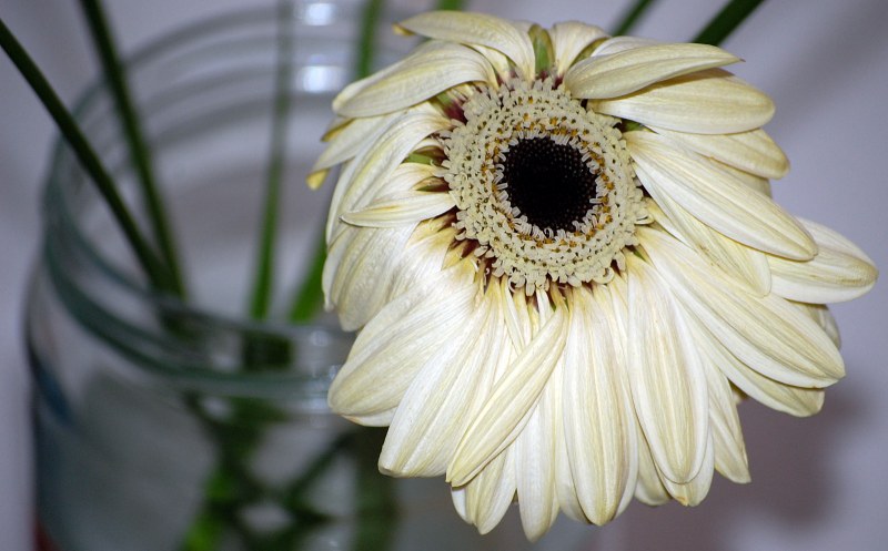 Wilted flower in a vase free photo