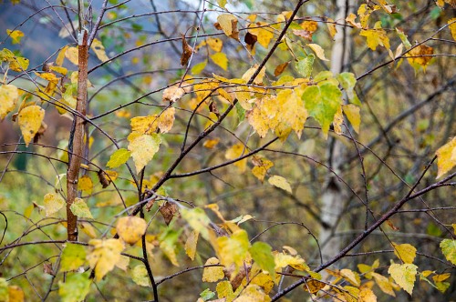 Autumn birch leafs free photo