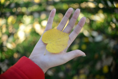 Autumn leaf girl hand free photo