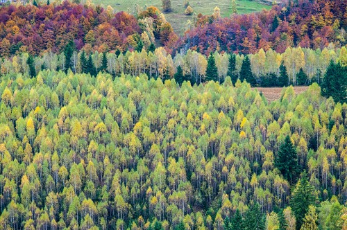 Autumn pine forest free photo