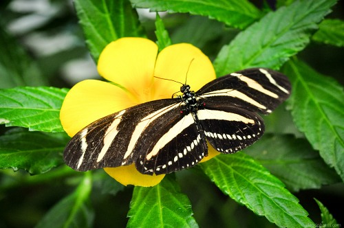 Beautful black butterfly free photo