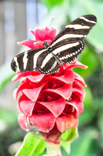 Butterfly exotic flower free photo